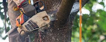 How Our Tree Care Process Works  in  Pinehurst, NC