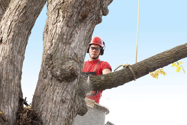 Leaf Removal in Pinehurst, NC